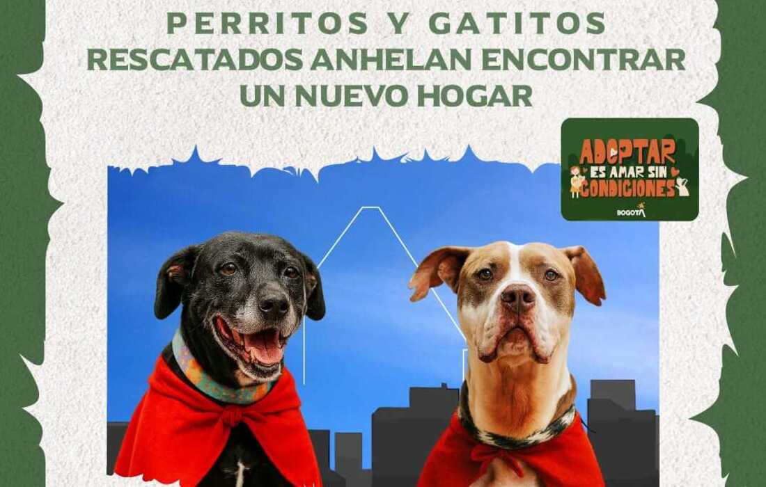 Bogotá anuncia primera gran jornada de adopción de 2026 en el Centro Comercial El Edén